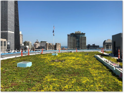 green roof