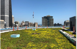 green roof